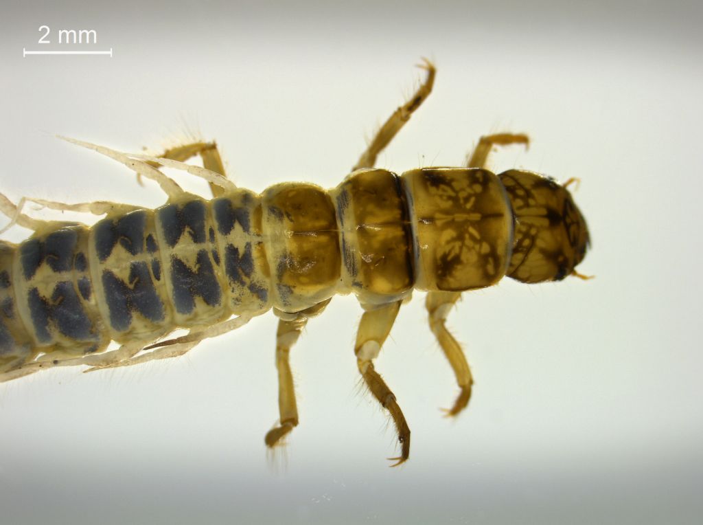 Sialis sordida
